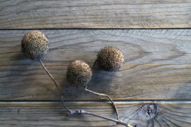 Gezegenimsi Erkek Inflorescense Detayı (Platanus acerifolia)