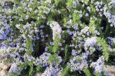 Baharda Çiçekli Biberiye Bitkisi