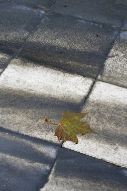 Sokakta uzanan portakal yapraklı sonbahar