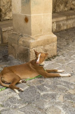 İbizan tazısı (İspanyolca: 