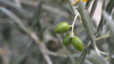 Zeytin dalında olgunlaşan üç zeytin. Sığ alan derinliği