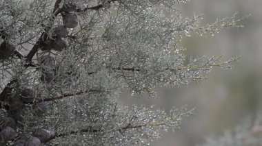 Kozalak dalına yağmur damlaları. Sığ alan derinliği