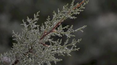Kozalak dalına yağmur damlaları. Sığ alan derinliği