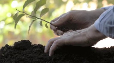 Bir adam yere küçük bir bitki eker.