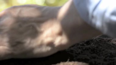 Bir adam yere küçük bir bitki eker. raf odağı