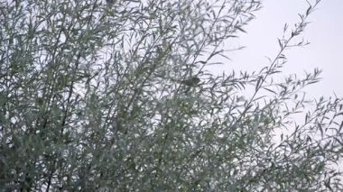 Bir ağacın dalına tünemiş serçe