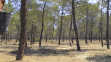Çam ormanındaki reçine özütü. Pan