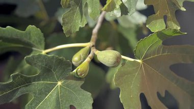 İncir ağacının dalında üç incir