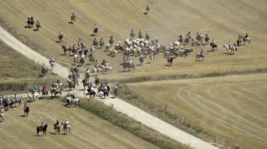 DOLID PROVINCE, SPAIN - 29 Temmuz 2017: Yaz boyunca İspanya 'da sığırların şeffaflığı, sürücülere zaten biçilmiş tahıl tarlalarında önderlik edenler