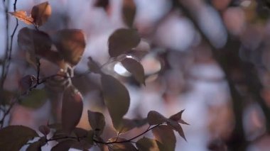Prunus pisardi 'nin gün batımında rüzgarla hareket eden dalına odaklanın.