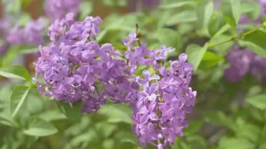 Rüzgarla sallanan leylak çiçekleri