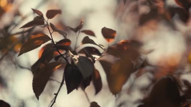 Prunus pisardi 'nin gün batımında rüzgarla hareket eden dalına odaklanın.