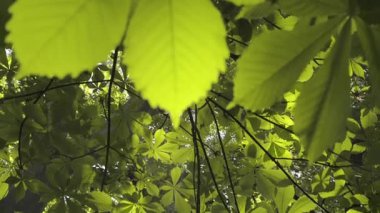 İlkbaharda aşağıdan görünen ağaç tepeleri. Dolly vurdu.