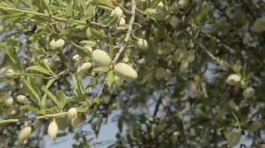 Badem ağacı dalları meyve dolu