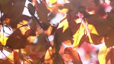 Sonbaharda rüzgarla sallanan altın yapraklar.