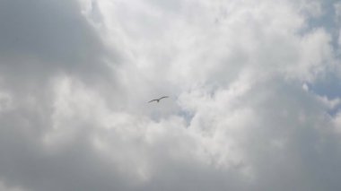 Bulutlu bir gökyüzünde uçan martı