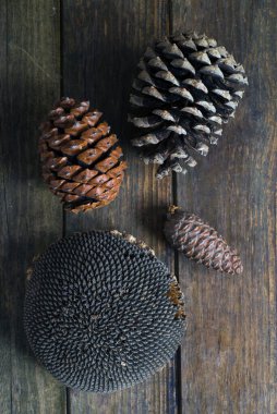 Çam kozalakları ve ay çiçekleri kapanıyor