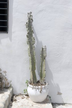 Ibiza 'da dar bir caddenin basamaklarında kaktüs tenceresi.