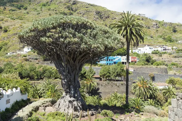 Milenyum Ejderha Ağacı (Dracaena draco). Tenerife, Icod de los Vinos kasabası. Yaş yemeklerinde türünün tek örneği olan endeminizmdir.