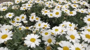 Marguerite papatya saksıları tamamen çiçek açmış.