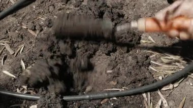 Damla sulama ile beyaz bir verbena dikmek