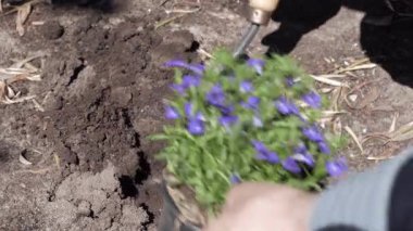 Bahçeye lobelia dikmek