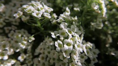 Güneşli bir günde Alyssum çiçeklerine yakın çekim