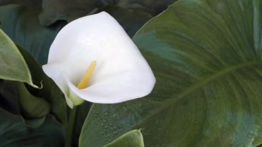 Beyaz kaynak. Arum zambağı çiçeği (Zantedeschia aethiopica).