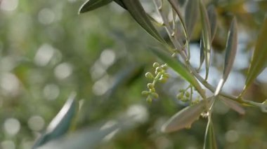 Rüzgarlı bir günde zeytin çiçeklerine yakın çekim. Yüzeyin derinliği