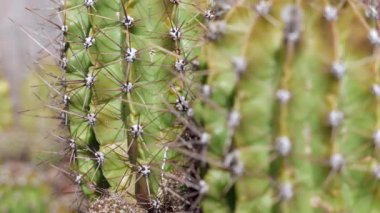 Dikenli kaktüse odaklan.