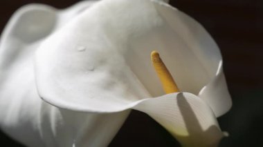 Yağmurdan sonra zantedeschia aethiopica çiçeğinin yakın çekimi