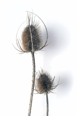 Beyaz arka planda iki ölü, kuru, uzun devedikeni.