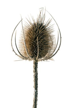 ölü, kuru beyaz arka plan üzerinde uzun devedikeni