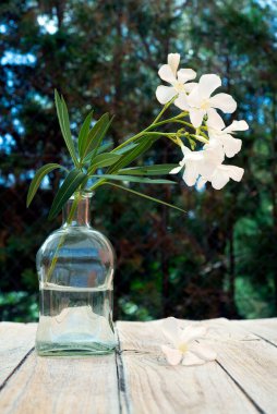 Cam şişedeki beyaz zakkum çiçekleri.