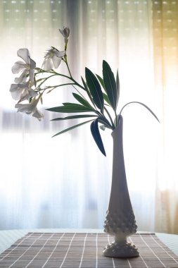 Porselen vazoda beyaz zakkum çiçekleri