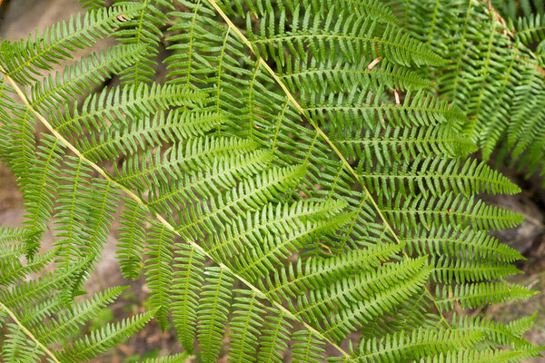 Fern leaves in the understory of an Atlantic forest