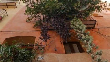 VALENCIA, İSPAN - 6 Şubat 2019: Balkon tarihi merkezin ara sokaklarında bitkilerle dolu