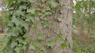 Bir ağacın gövdesine sarmaşık bağlanmış. Eğik atış