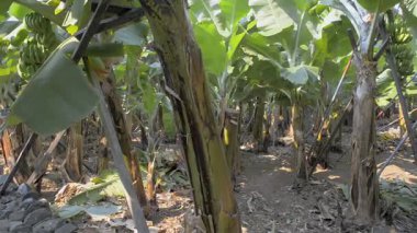 Ham muz büyüyen yeşil grup ile muz ağacı