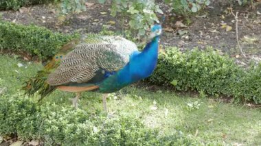 Parktaki erkek tavus kuşu