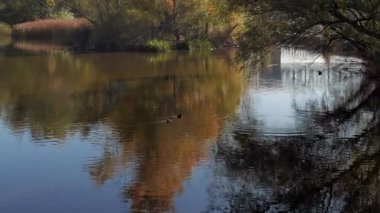 Sonbaharda dalgalı bir manzara. yakınlaştır