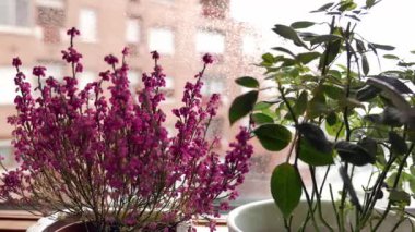 Yağmurlu bir günde pencere eşiğinde tencereler