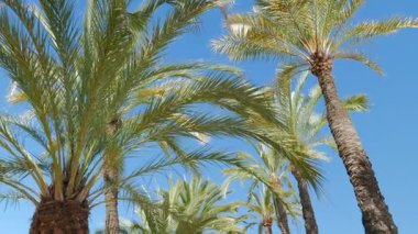 Mavi gökyüzünün yanından geçen palmiye ağaçları. Güneşli bir sabah