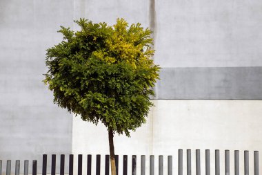 Duvara yaslanmış şehir ağacı.