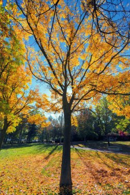 bir sonbahar sabahı mavi gökyüzü karşı sarı yapraklar