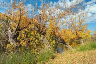 Douro nehrinin kıyısında sonbahar manzarası