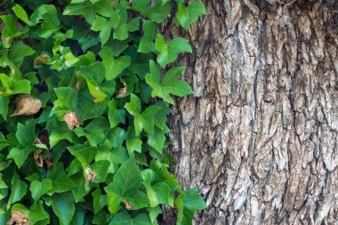 Karaağaç kabuğu ve sarmaşık