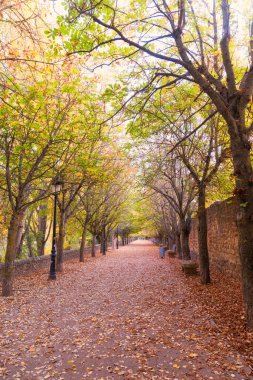 Sonbaharda gün batımında yol