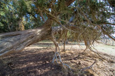 İspanya 'nın Soria ilindeki Ardıç Ormanı (Juniperus Thurifera)