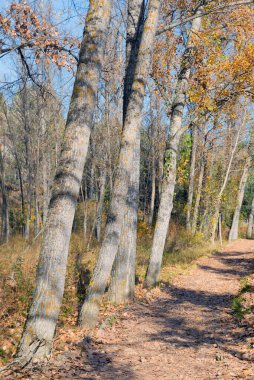 Kavak yapraklı sonbahar manzarası